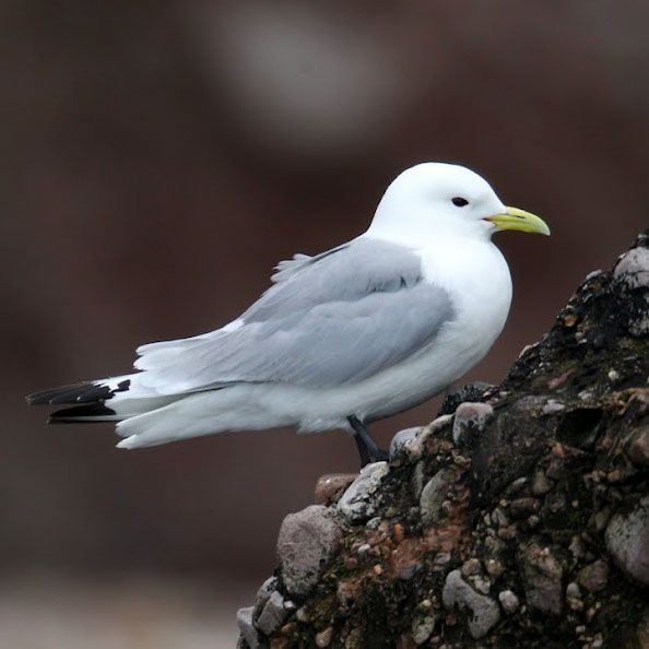 Cours sur les laridés