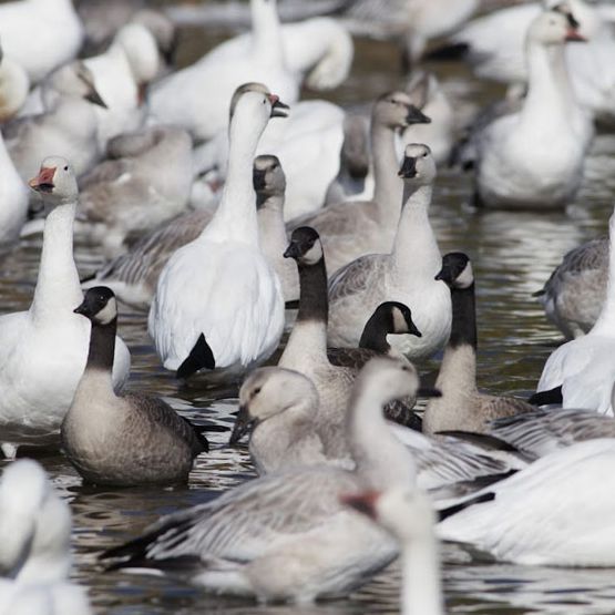 Cours sur la migration