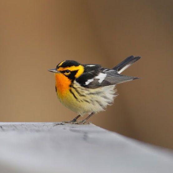 Cours sur les parulines