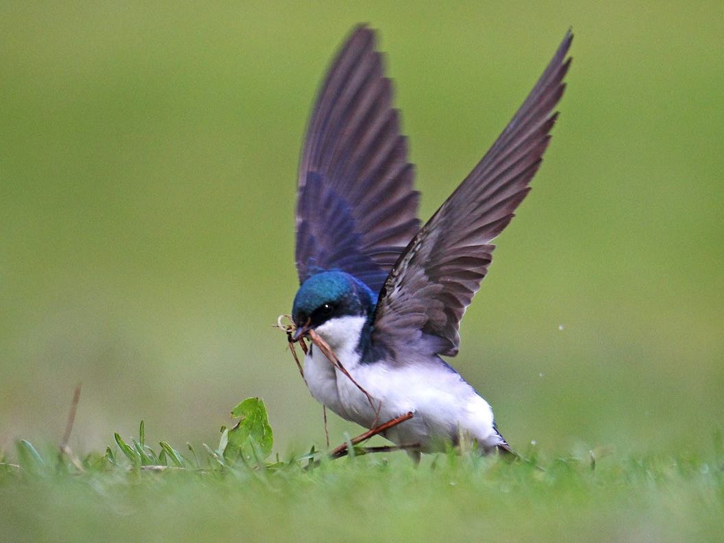 Cours d'ornithologie